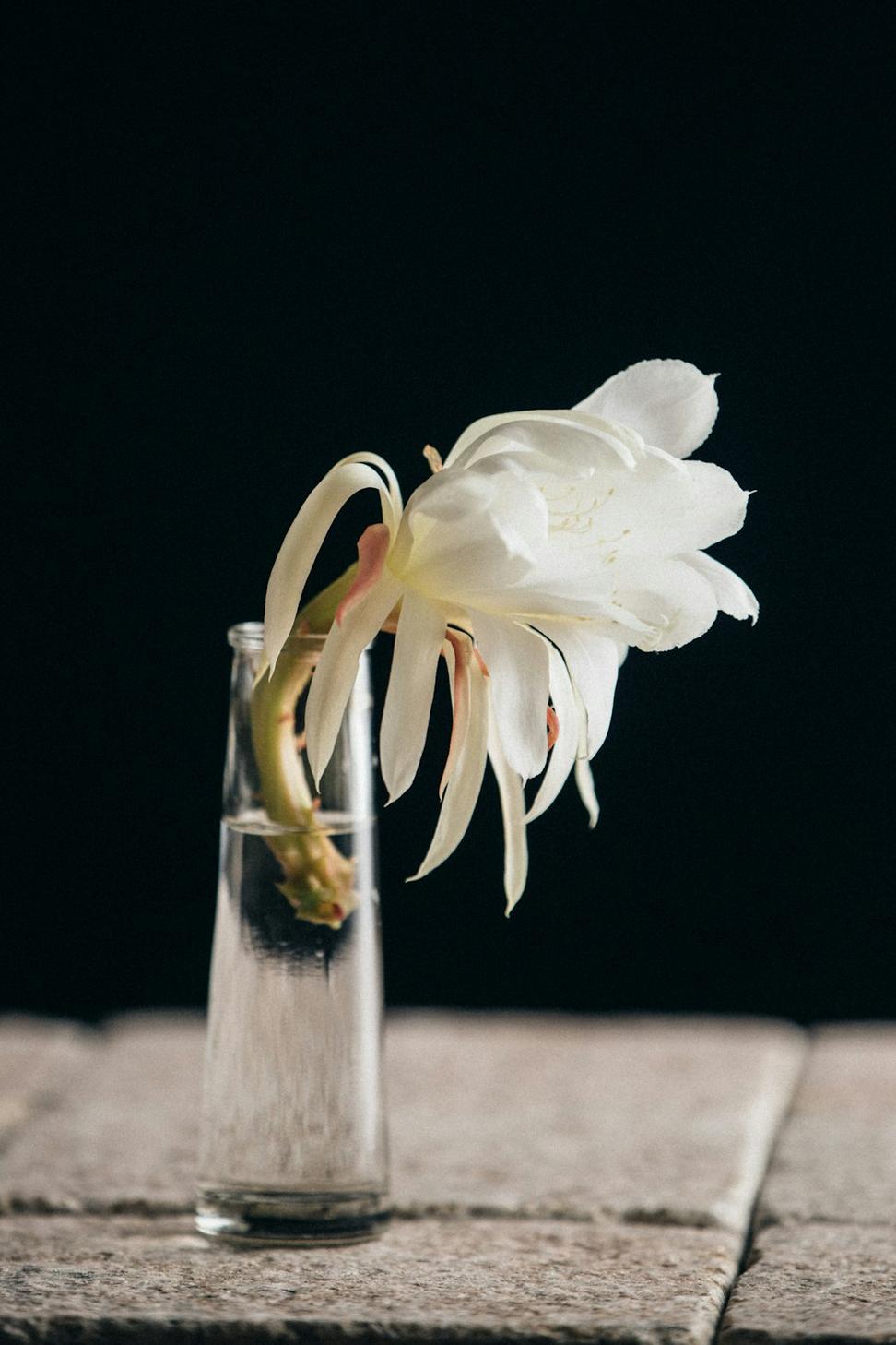 Sympathy arrangement with white flowers